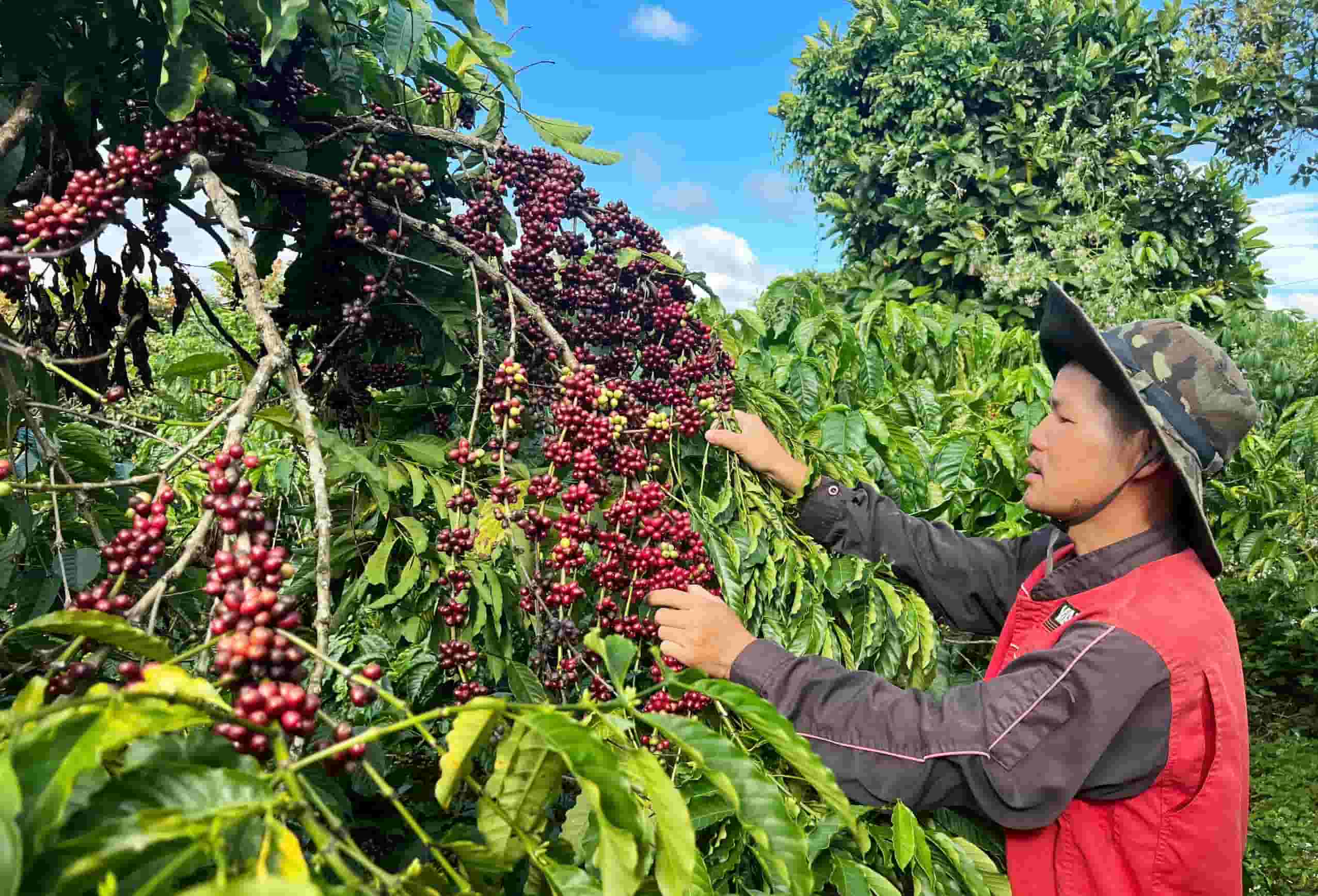 Vùng trồng Arabica Lâm Đồng — Cầu Đất Núi Min Trạm Hành