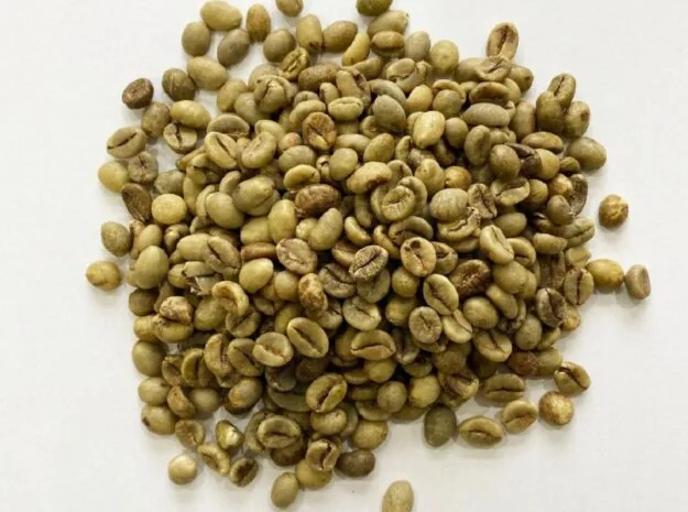 Robusta nhân xanh Wet Polished S16