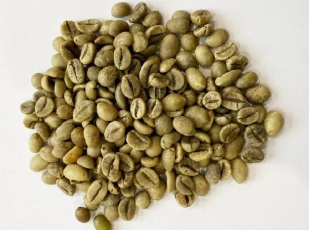Robusta nhân xanh Wet Polished S18